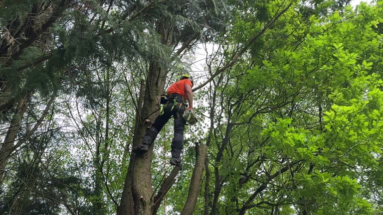 Why Choose Our Tree Removal Services in Alamo Heights, TX?