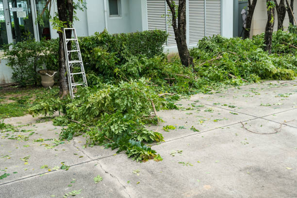 Reliable Alamo Heights, TX  Tree Services Solutions