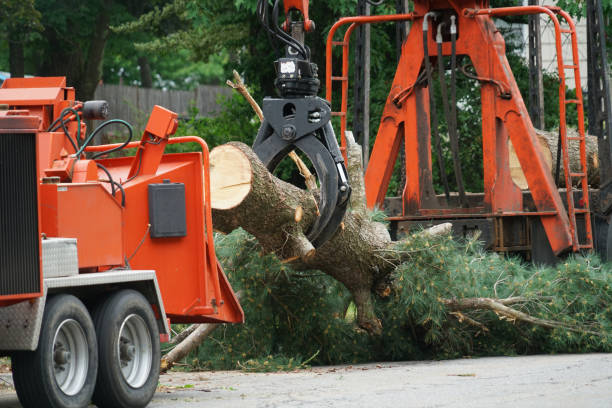 Best Stump Grinding and Removal  in Alamo Heights, TX